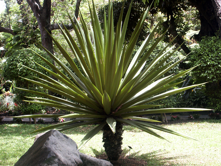 21a - Jardin Tropical 023.jpg - DCF 1.0